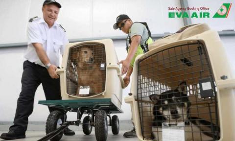 Các Cách Vận Chuyển Thú Cưng EVA Air: AVIH, Cargo, Cabin